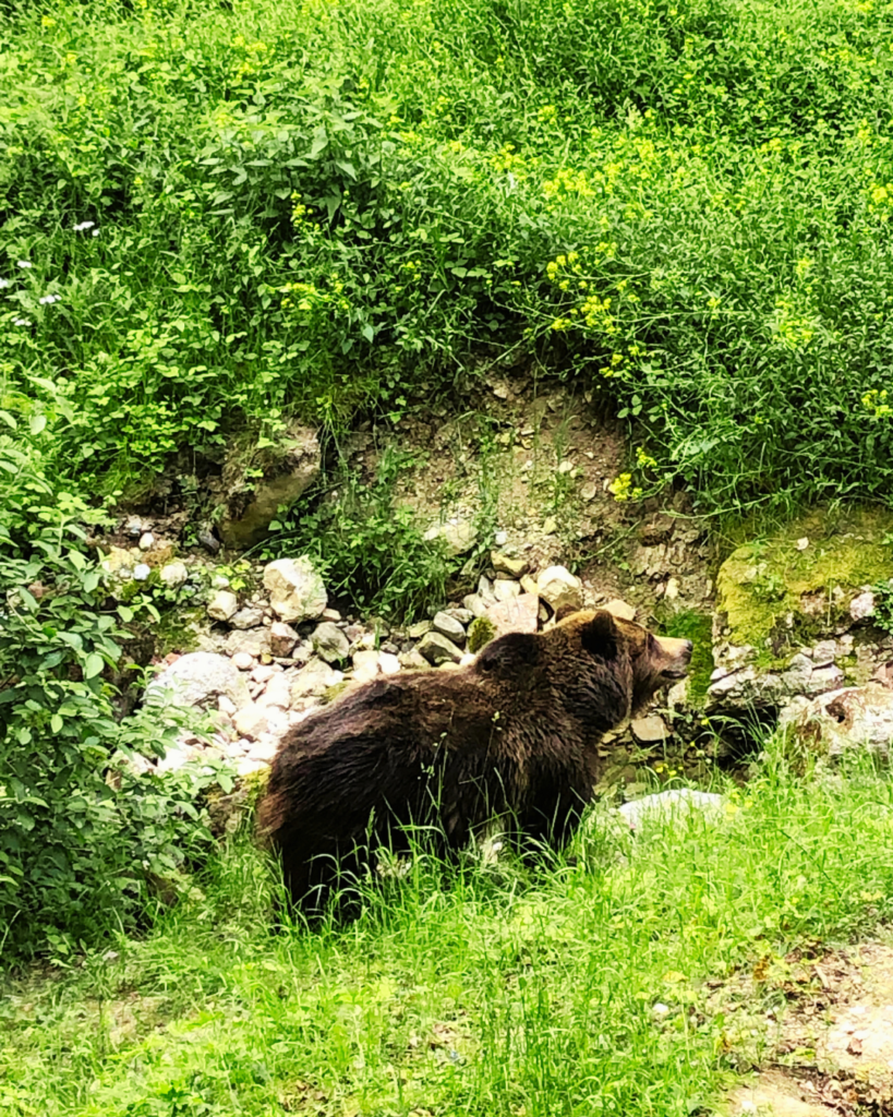 belpark bioparchi in Italia