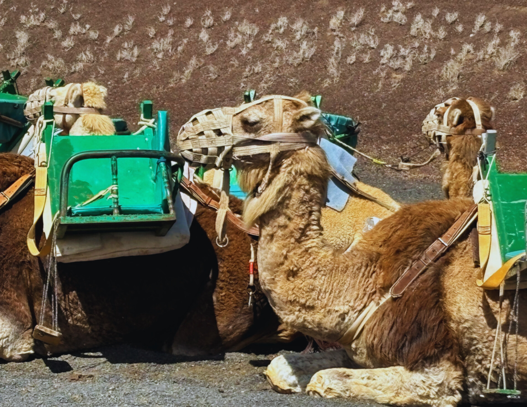 timanfaya Lanzarote con bambini