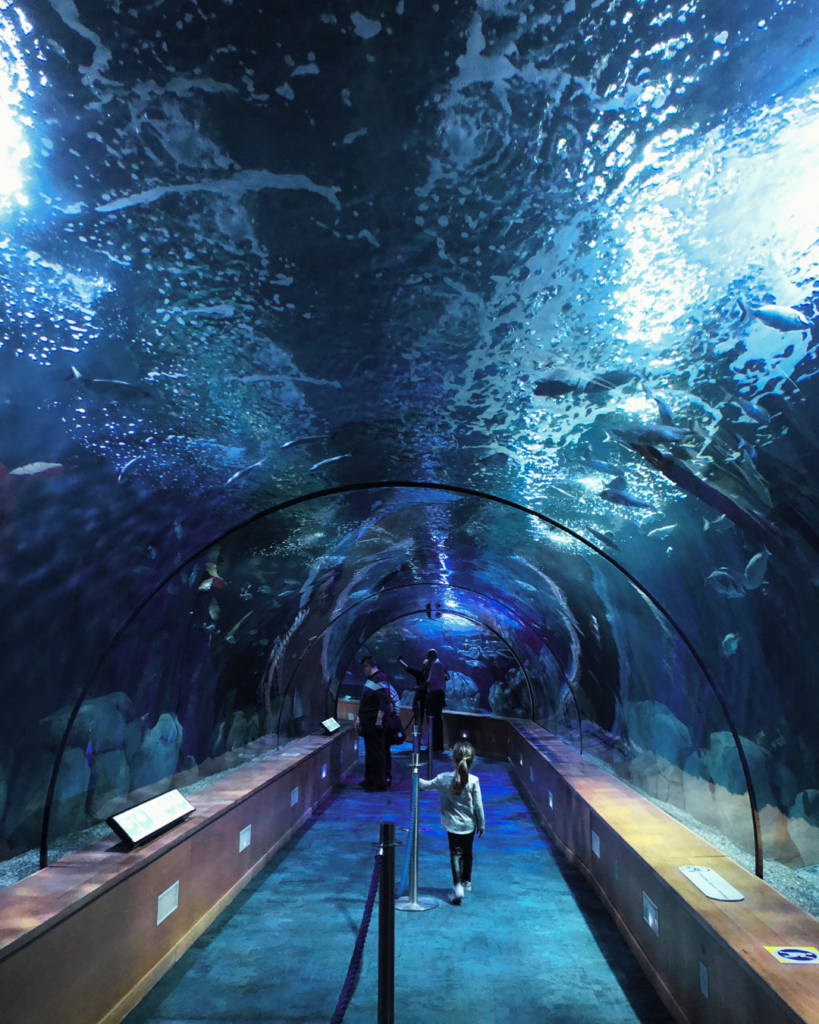 Oceanografic Valencia con bambini