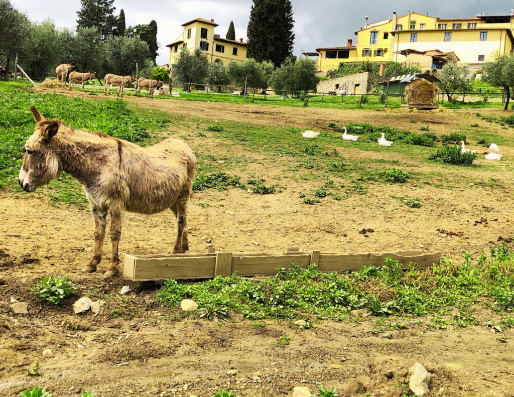 Fattorie in Toscana con bambini Maiano